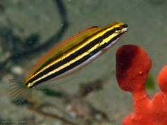Petroscirtes fallax