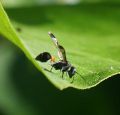 Ropalidia sumatrae