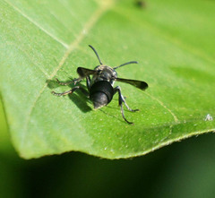 Ropalidia sumatrae
