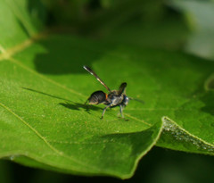 Ropalidia sumatrae