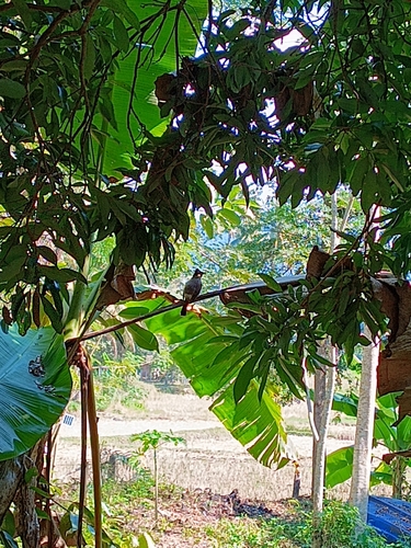Sooty-headed Bulbul