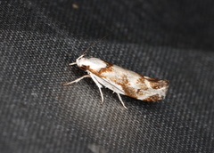 Lichenaula laniata