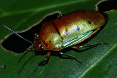 Calliphara nobilis