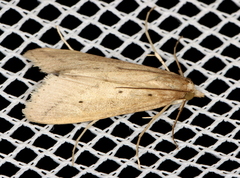 Scirpophaga nivella