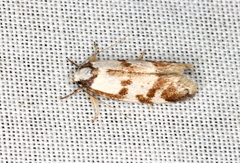 Palimmeces variegata
