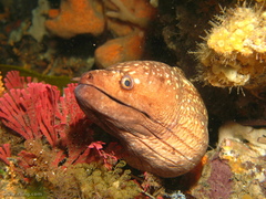 Gymnothorax prionodon