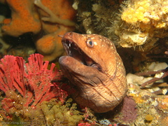 Gymnothorax prionodon