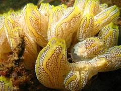 Botrylloides magnicoecus