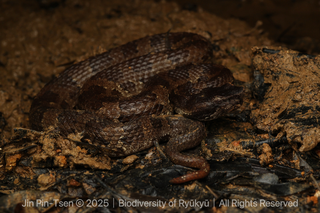 Okinawa Pitviper