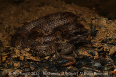 Okinawa Pitviper photo 1