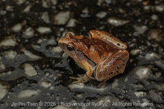 Okinawa Narrow-Mouthed Toad photo 1