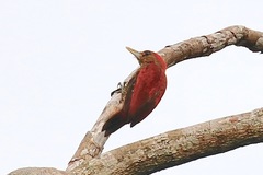 Dryobates sanguineus