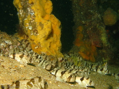 Centropogon australis