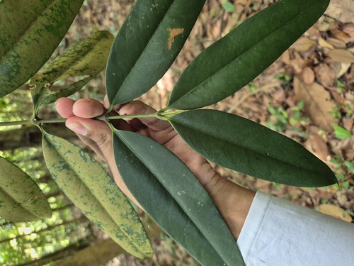 Gynotroches axillaris observed 2025-12-20