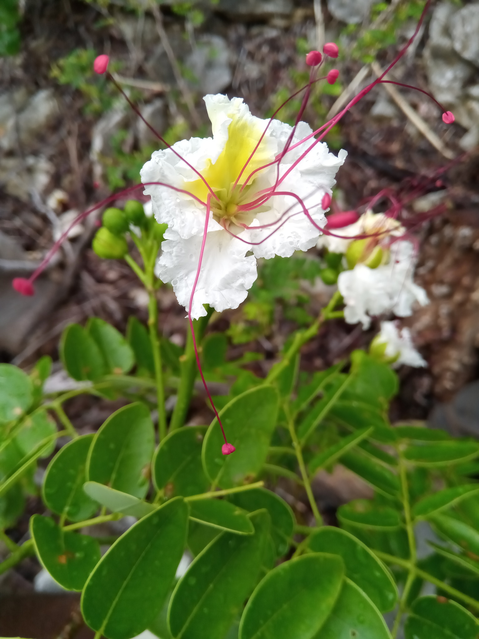 Delonix boiviniana (Baill.) Capuron