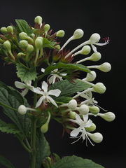 Clerodendrum calamitosum