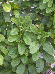 Clerodendrum calamitosum
