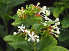 Clerodendrum calamitosum