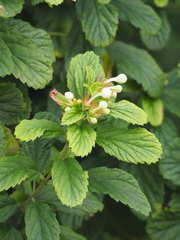 Clerodendrum calamitosum