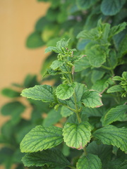 Clerodendrum calamitosum