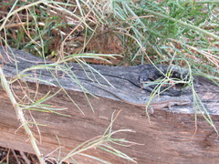 Urosaurus ornatus wrighti