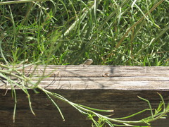 Urosaurus ornatus wrighti