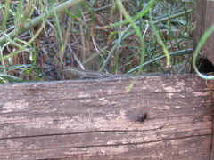 Urosaurus ornatus wrighti