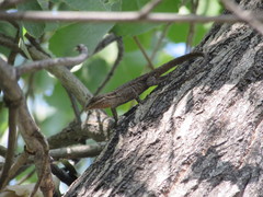 Urosaurus ornatus wrighti