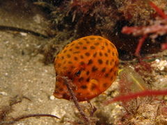 Anoplocapros inermis