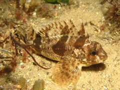 Centropogon australis