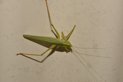 Listroscelidinae