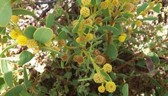 Acacia anceps