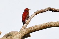 Dryobates sanguineus