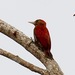 Blood-colored Woodpecker - Photo (c) Bird Explorers, some rights reserved (CC BY-NC), uploaded by Bird Explorers