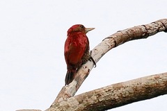 Dryobates sanguineus