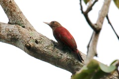 Dryobates sanguineus