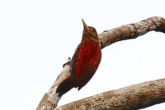 Dryobates sanguineus