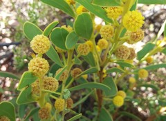 Acacia anceps