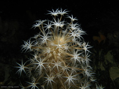 Veretillidae