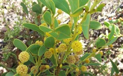 Acacia anceps