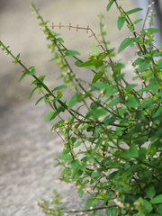 Scutellaria barbata
