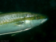 Seriola lalandi