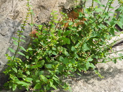 Scutellaria barbata