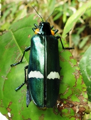 Megaloxantha
