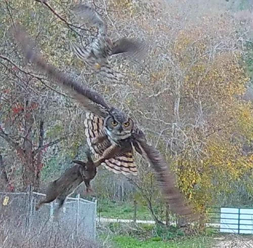 Great Horned Owl photographed in California