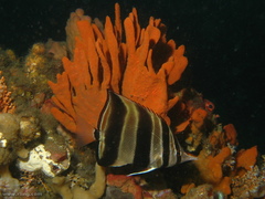 Chelmonops truncatus