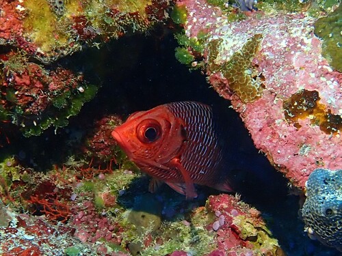 Sargocentron violaceum observed 2025-12-20