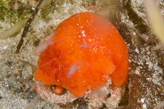 Discodoris paroa