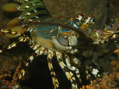Panulirus ornatus