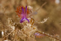 Flabellina